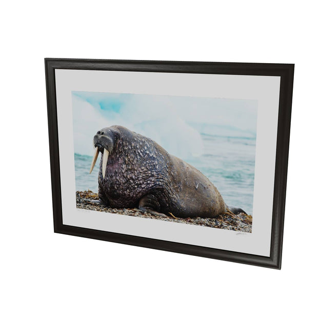 Walrus, Svalbard