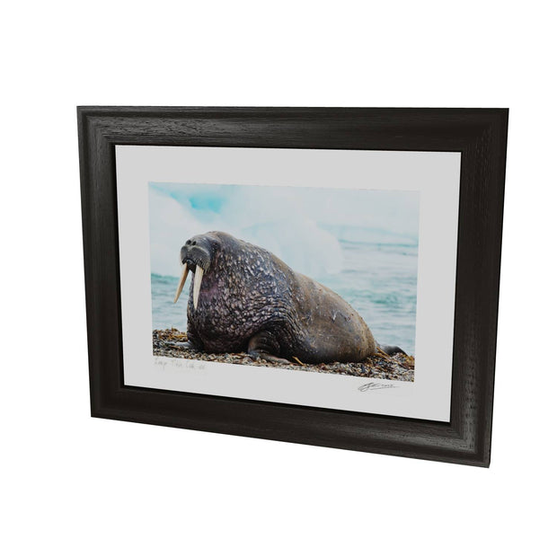 Walrus, Svalbard