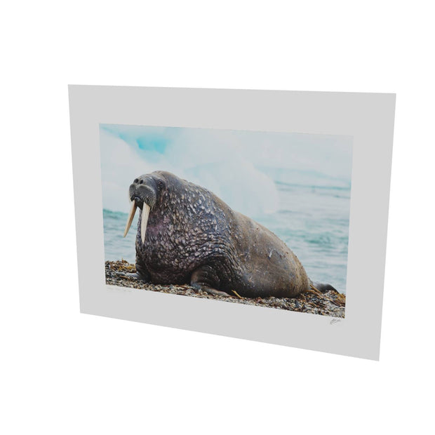 Walrus, Svalbard