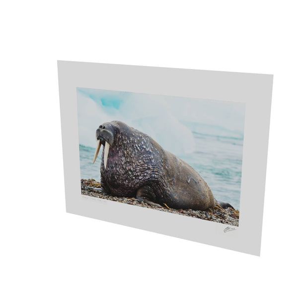 Walrus, Svalbard