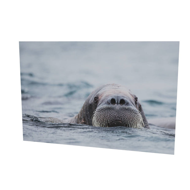Walrus II, Svalbard