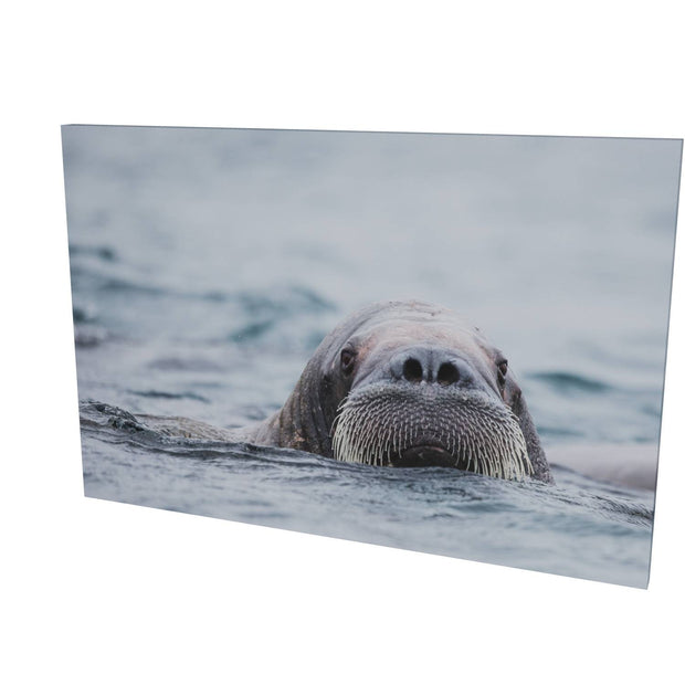 Walrus II, Svalbard