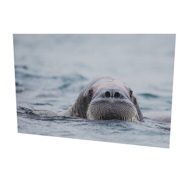 Walrus II, Svalbard