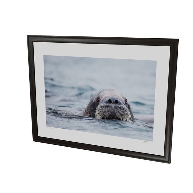 Walrus II, Svalbard