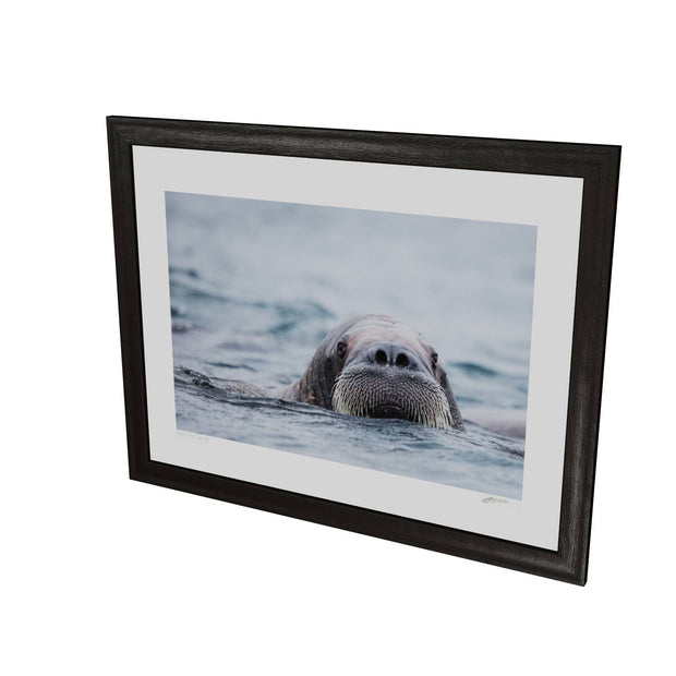 Walrus II, Svalbard
