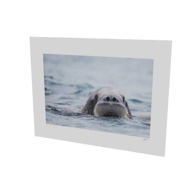 Walrus II, Svalbard