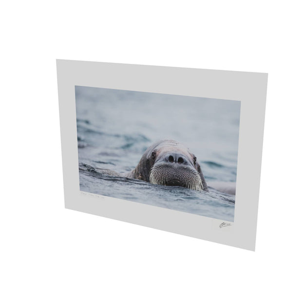 Walrus II, Svalbard