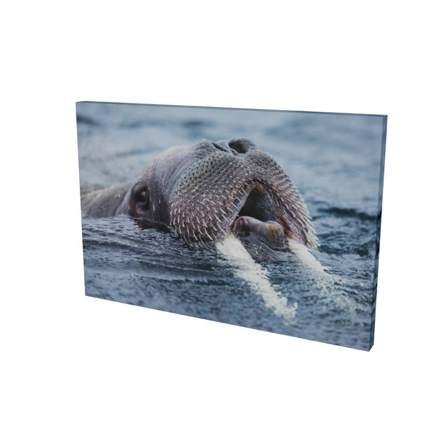 Curious Walrus, Svalbard