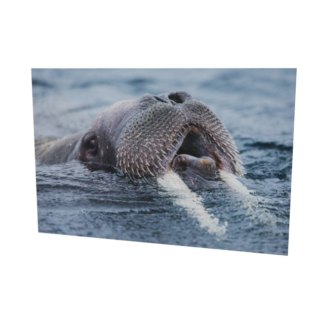 Curious Walrus, Svalbard