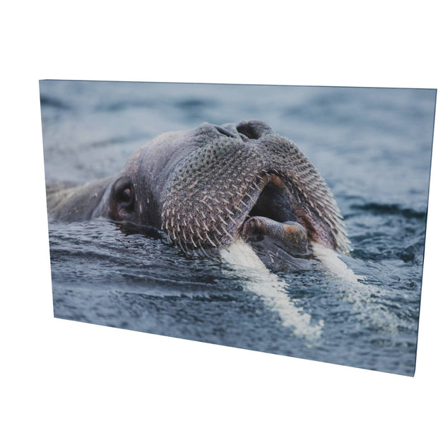 Curious Walrus, Svalbard