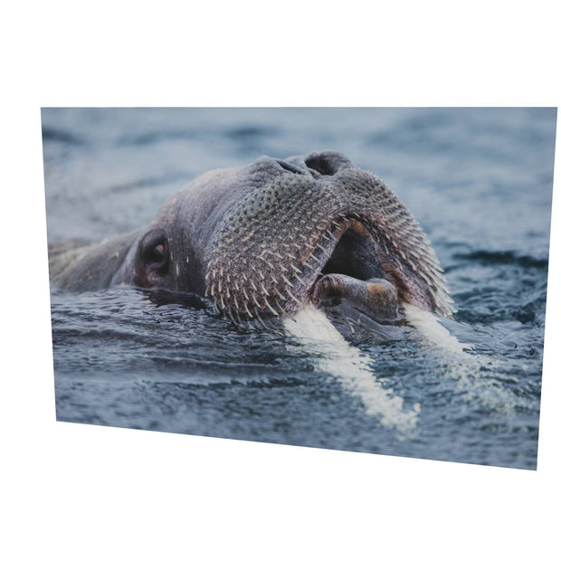 Curious Walrus, Svalbard