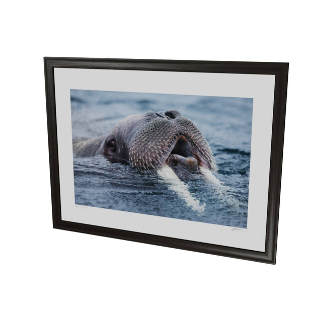 Curious Walrus, Svalbard