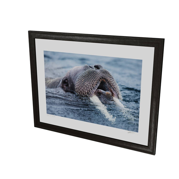 Curious Walrus, Svalbard