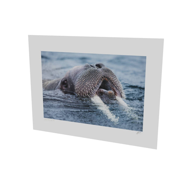 Curious Walrus, Svalbard