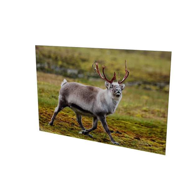 Svalbard Reindeer