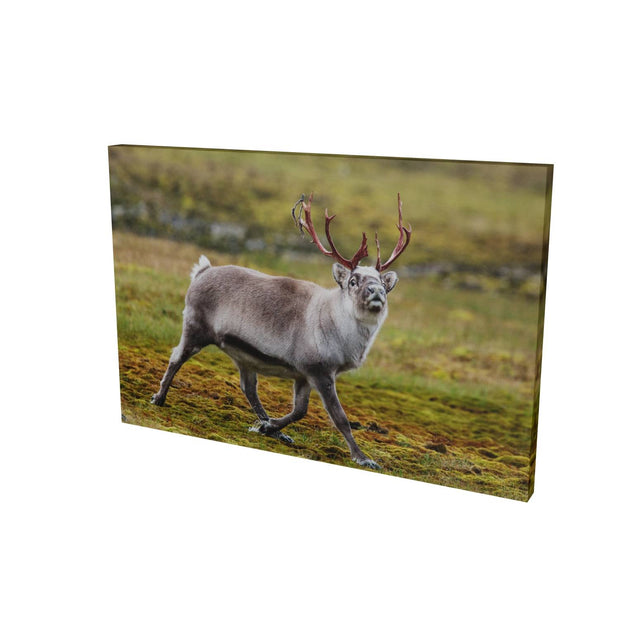Svalbard Reindeer