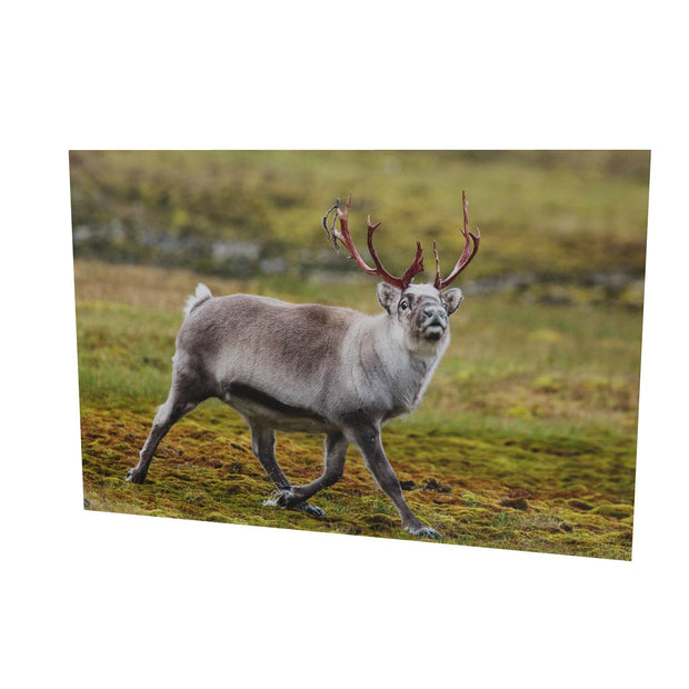 Svalbard Reindeer