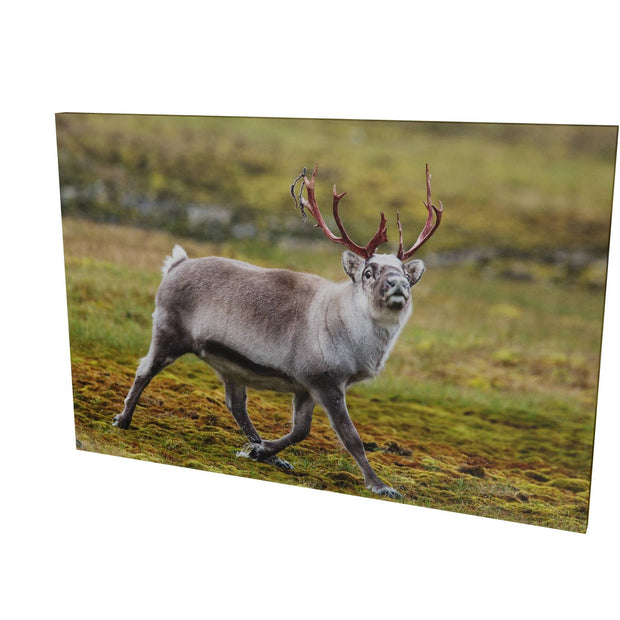 Svalbard Reindeer