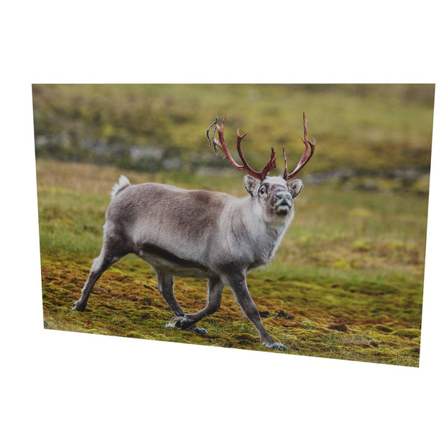 Svalbard Reindeer
