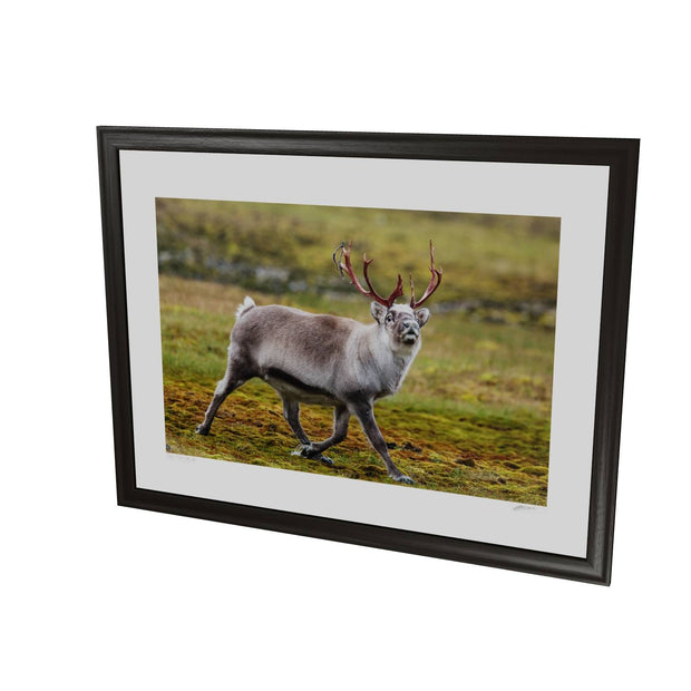 Svalbard Reindeer