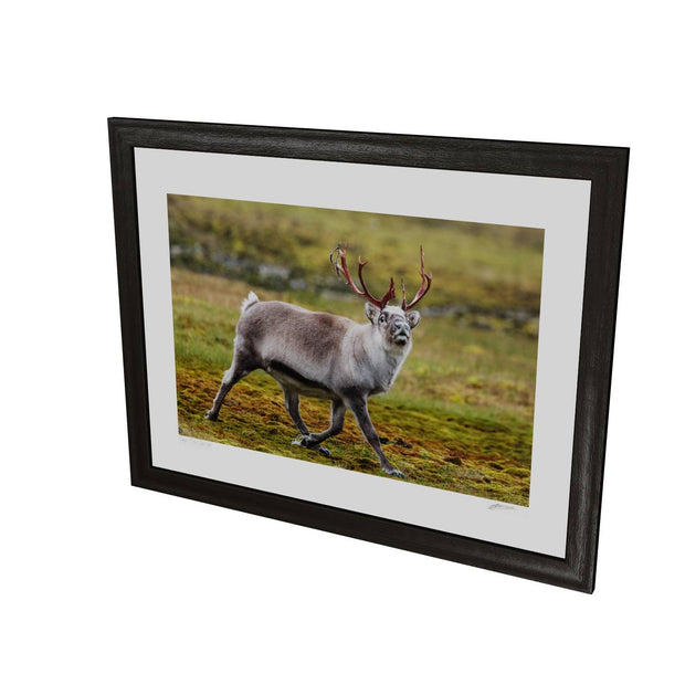 Svalbard Reindeer