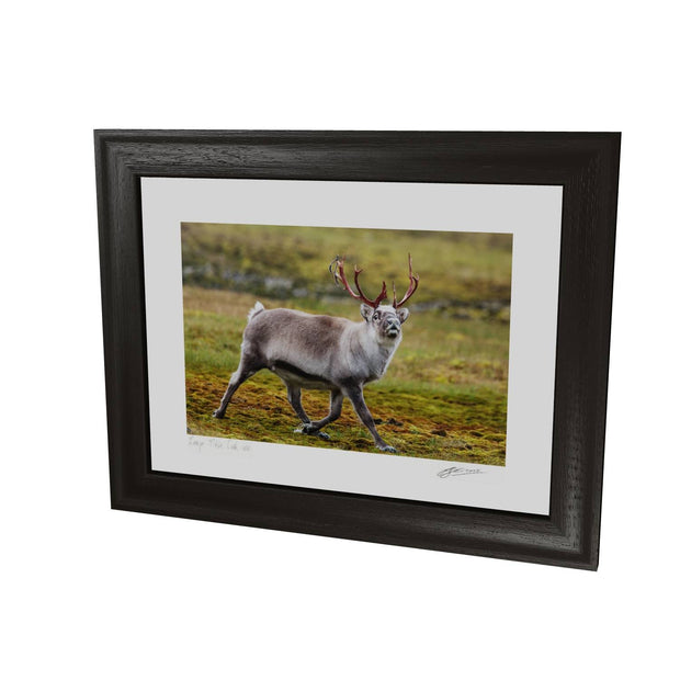 Svalbard Reindeer