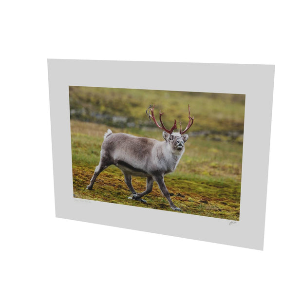 Svalbard Reindeer