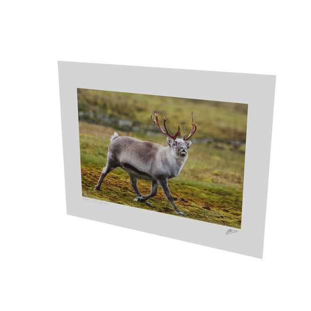 Svalbard Reindeer