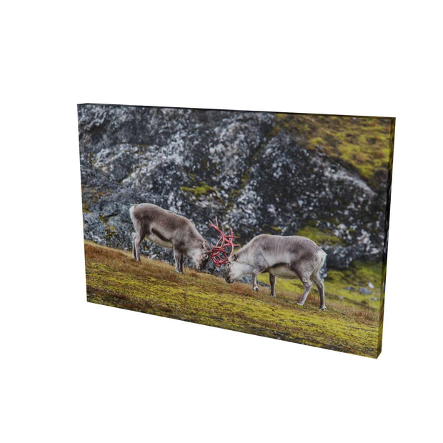 Reindeer Sparring, Svalbard