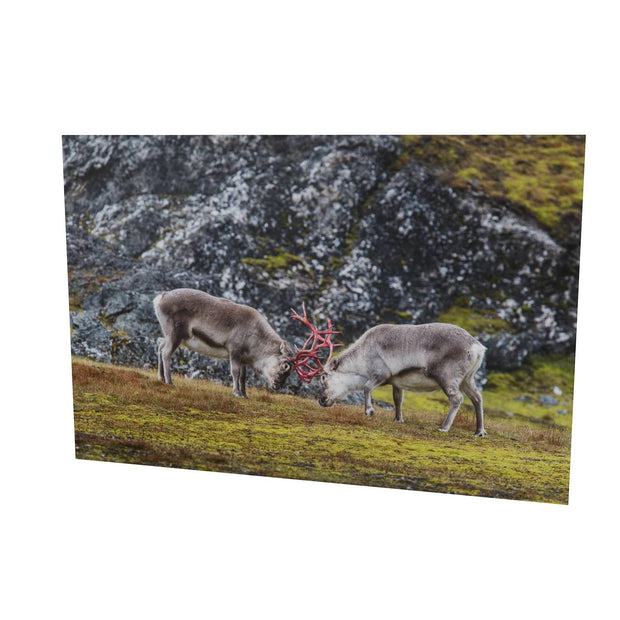 Reindeer Sparring, Svalbard