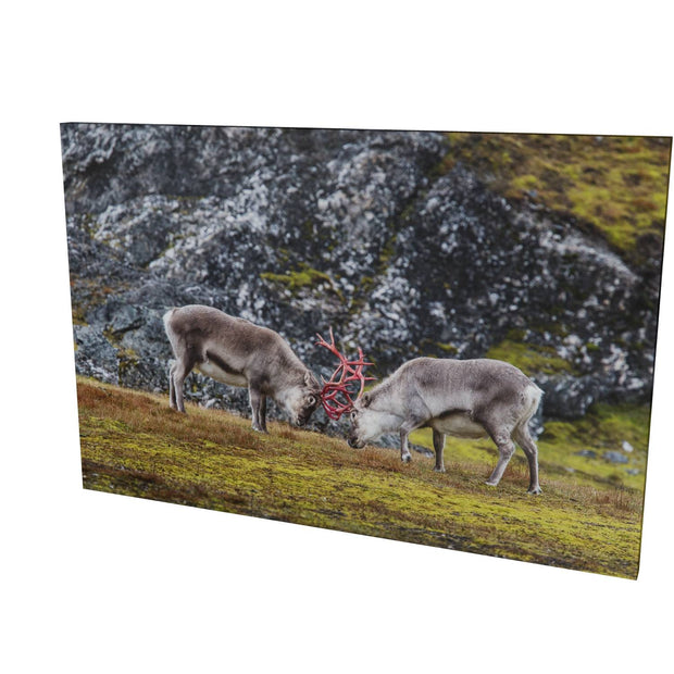 Reindeer Sparring, Svalbard
