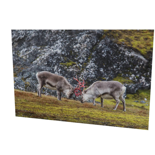 Reindeer Sparring, Svalbard