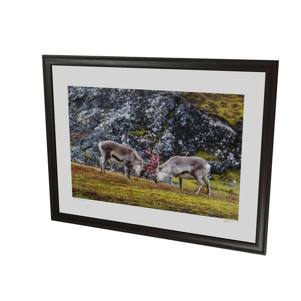 Reindeer Sparring, Svalbard