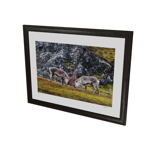 Reindeer Sparring, Svalbard