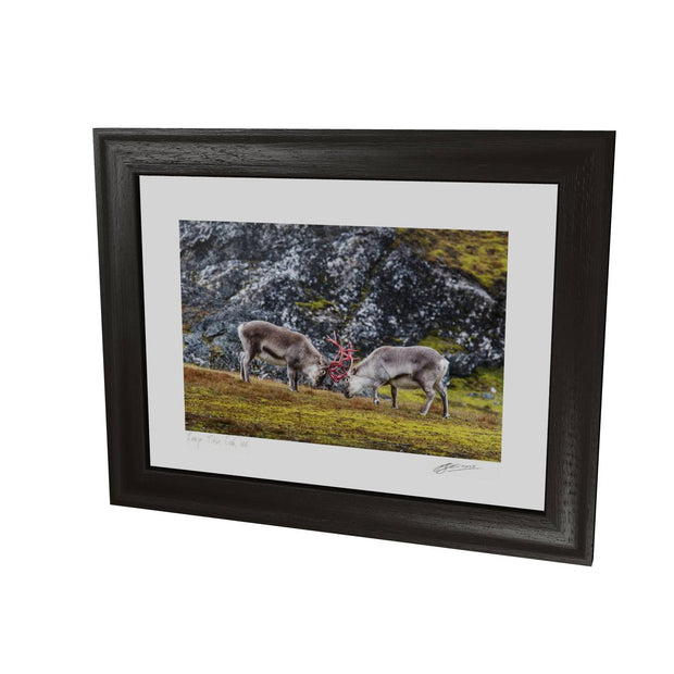 Reindeer Sparring, Svalbard