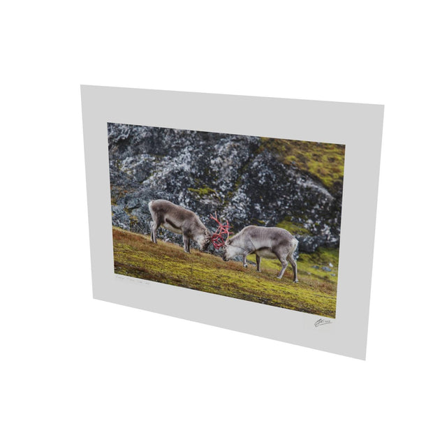 Reindeer Sparring, Svalbard