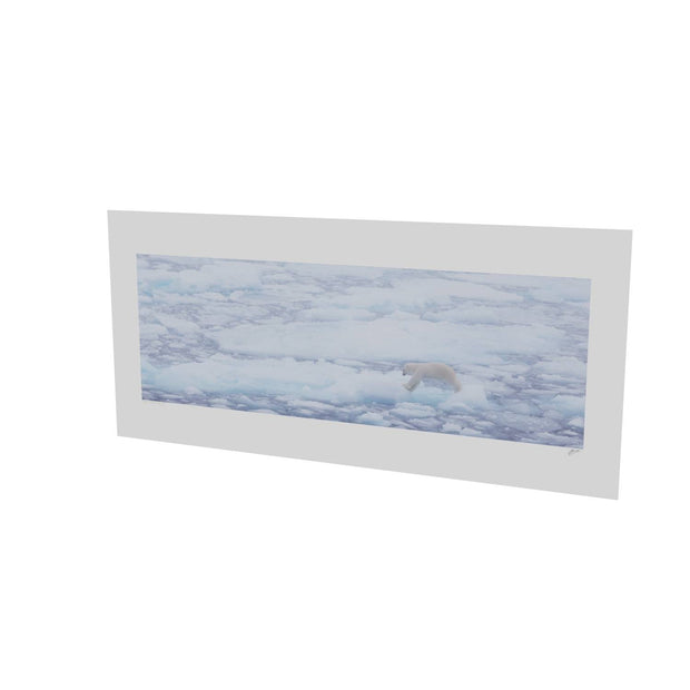 Polar Bear Crossing Sea Ice, Barents Sea