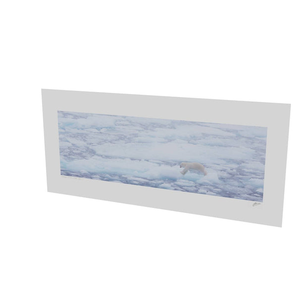 Polar Bear Crossing Sea Ice, Barents Sea