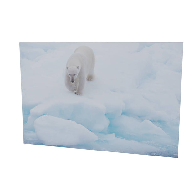 Polar Bear Approaching, Barents Sea