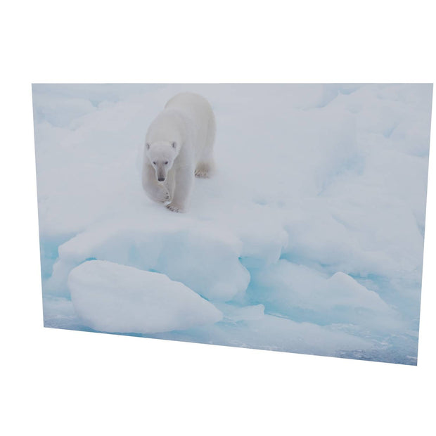 Polar Bear Approaching, Barents Sea