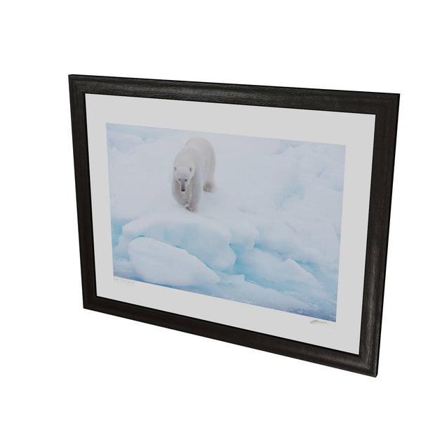 Polar Bear Approaching, Barents Sea