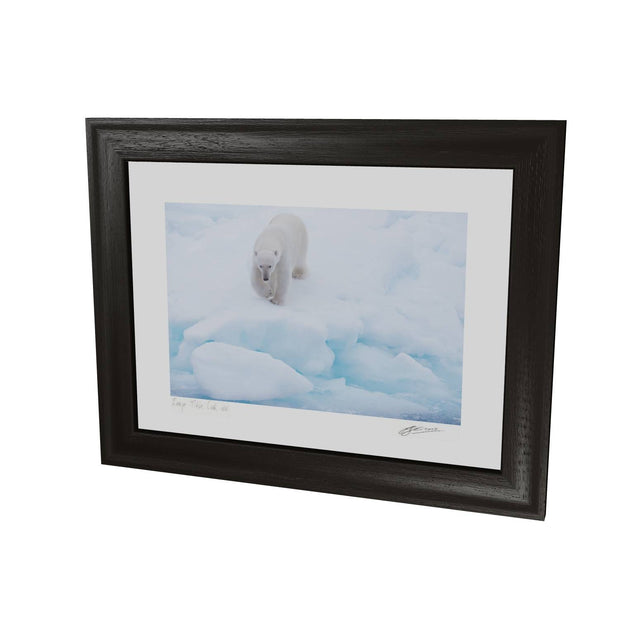 Polar Bear Approaching, Barents Sea