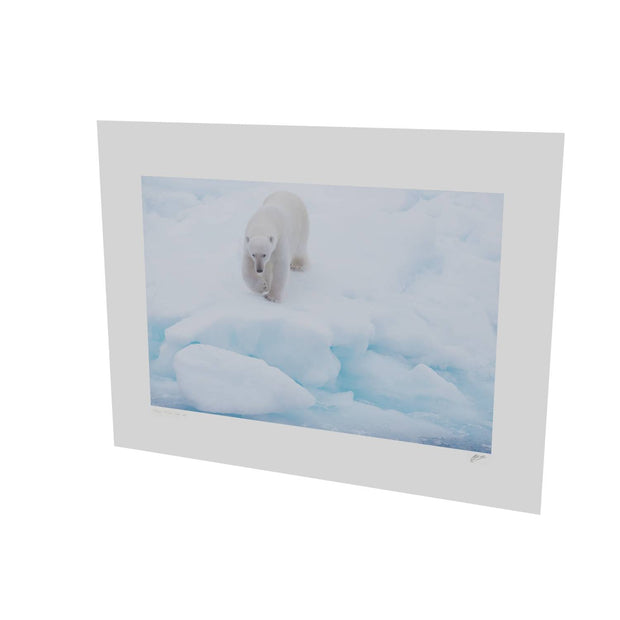 Polar Bear Approaching, Barents Sea