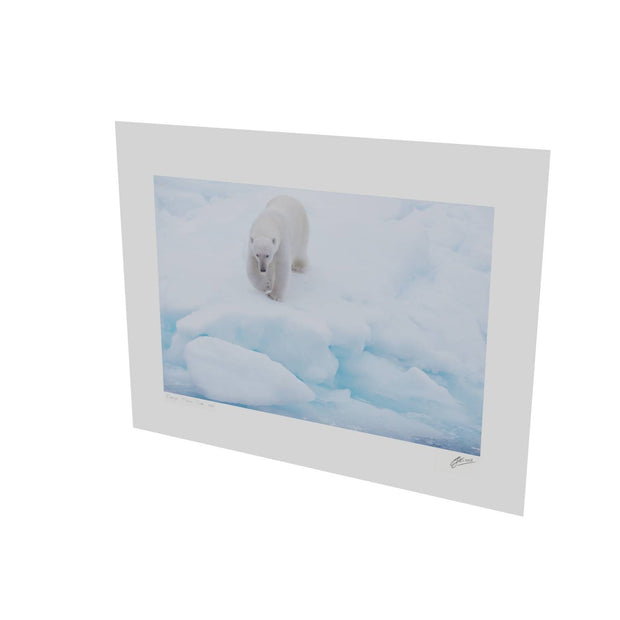 Polar Bear Approaching, Barents Sea