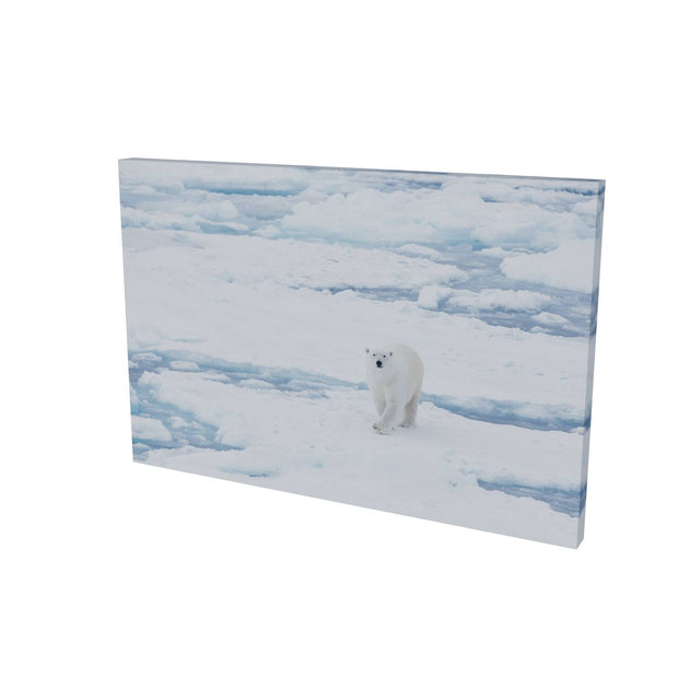 Curious Polar Bear, Barents Sea