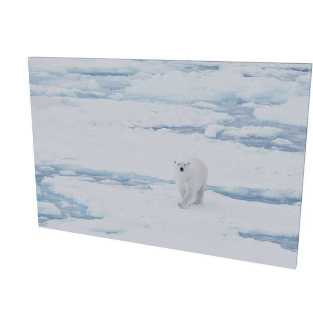 Curious Polar Bear, Barents Sea