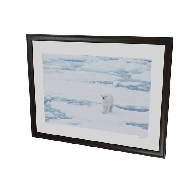Curious Polar Bear, Barents Sea