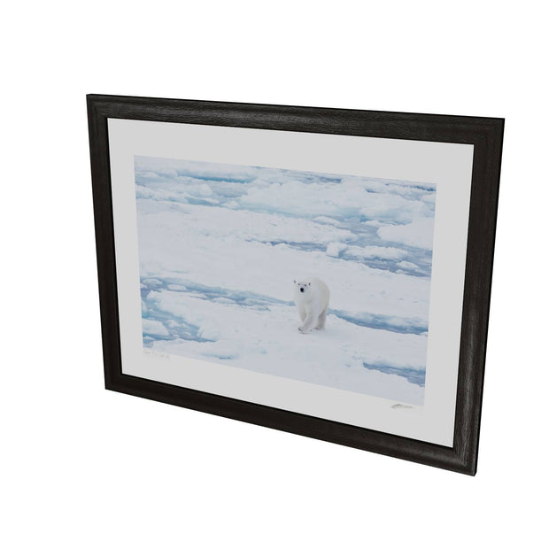 Curious Polar Bear, Barents Sea