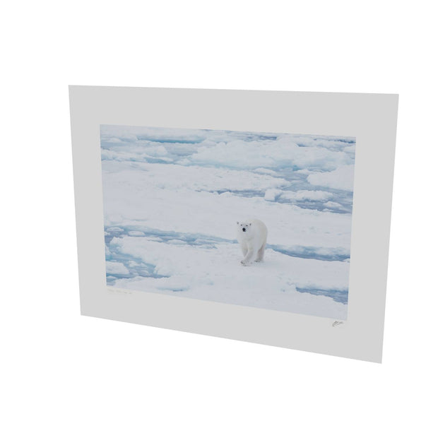 Curious Polar Bear, Barents Sea