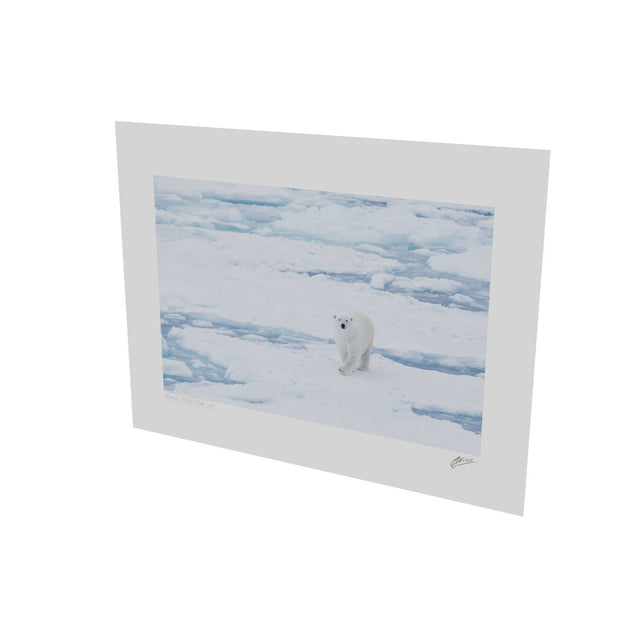 Curious Polar Bear, Barents Sea